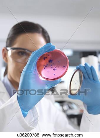 Stock Photo - Microbiology research. Scientist examining bacterial cultures growing in petri dishes.. Fotosearch