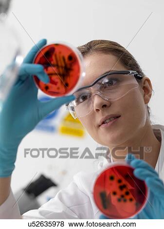 Stock Photo - Microbiology research. Scientist viewing cultures growing in petri dishes.. Fotosearch
