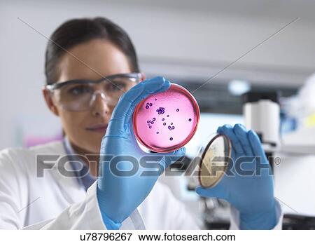 Stock Photo - Microbiology research. Scientist examining bacterial cultures growing in petri dishes.. Fotosearch
