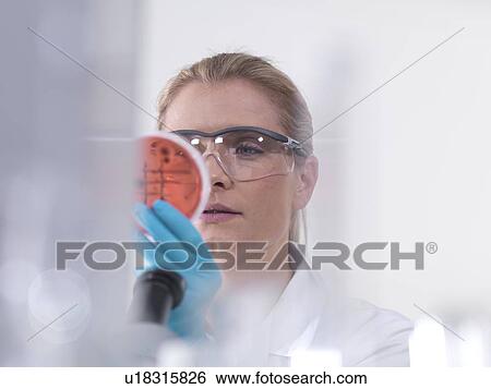 Stock Photograph - Microbiology research. Scientist examining bacterial cultures growing in petri dishes.. Fotosearch