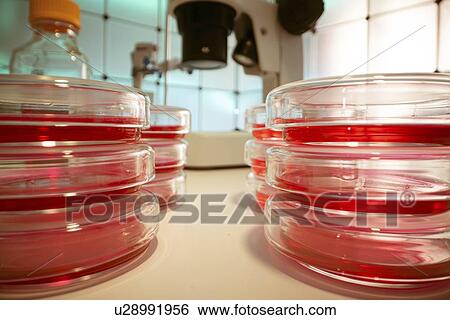 Stock Photograph - Microbiology research.. Fotosearch