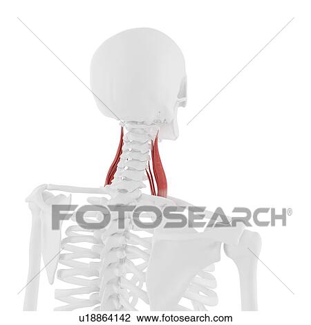 Middle scalene muscle, computer illustration. View Large Photo Image Stock Image - Middle scalene muscle, computer illustration.. Fotosearch