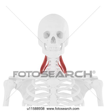Middle scalene muscle, computer illustration. View Large Photo Image Stock Photo - Middle scalene muscle, computer illustration.. Fotosearch