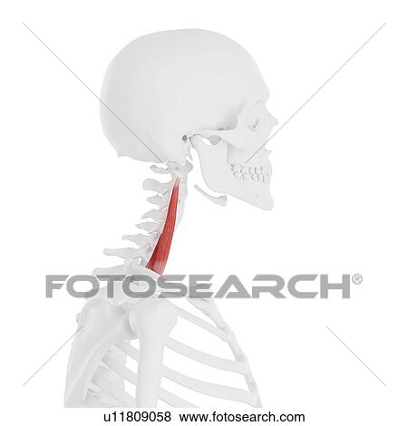 Stock Photo - Middle scalene muscle, computer illustration.. Fotosearch