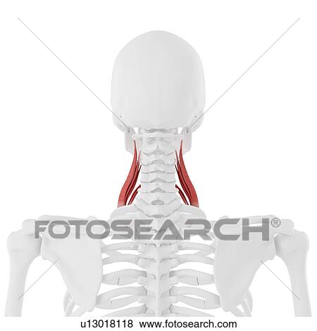 Stock Photo - Middle scalene muscle, computer illustration.. Fotosearch