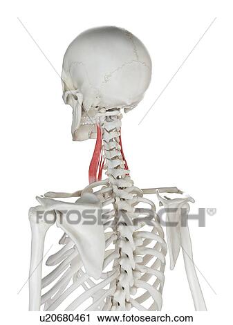 Stock Image - Middle scalene muscle, illustration. Fotosearch