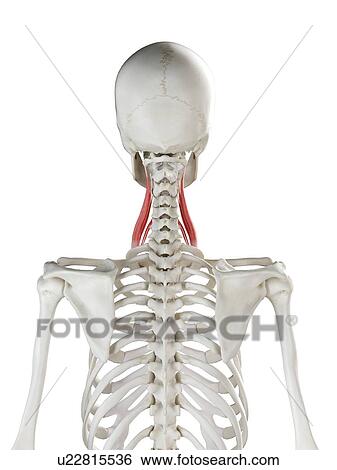 Stock Photograph - Middle scalene muscle, illustration. Fotosearch