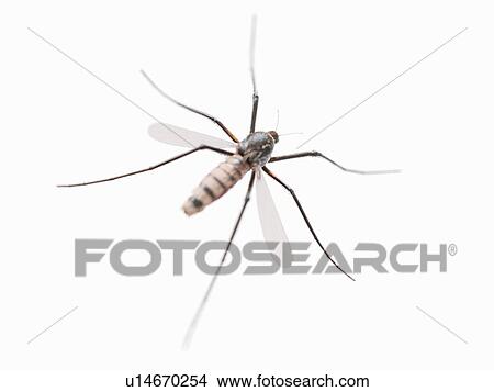 Picture - Mosquito, computer illustration.. Fotosearch