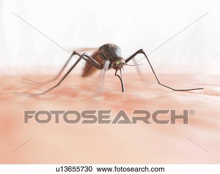 Stock Image - Mosquito, computer illustration.. Fotosearch