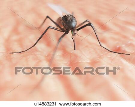 Mosquito, computer illustration. View Large Photo Image Stock Image - Mosquito, computer illustration.. Fotosearch