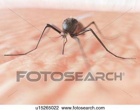 Stock Image - Mosquito, computer illustration.. Fotosearch