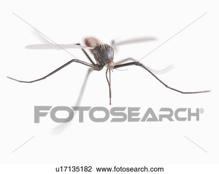 Mosquito, computer illustration. View Large Photo Image Stock Image - Mosquito, computer illustration.. Fotosearch