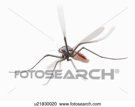 Stock Image - Mosquito, computer illustration.. Fotosearch