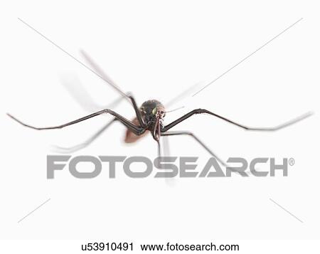 Stock Image - Mosquito, computer illustration.. Fotosearch