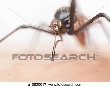 Stock Photo - Mosquito, computer illustration.. Fotosearch