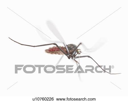 Mosquito, computer illustration. View Large Photo Image Stock Photograph - Mosquito, computer illustration.. Fotosearch