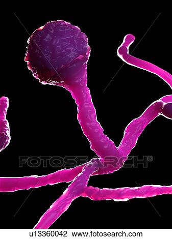 Stock Image - Mucor fungus, computer illustration.. Fotosearch