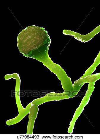 Mucor fungus, computer illustration. View Large Photo Image Stock Image - Mucor fungus, computer illustration.. Fotosearch