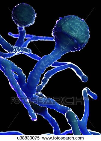 Stock Photography - Mucor fungus, computer illustration.. Fotosearch