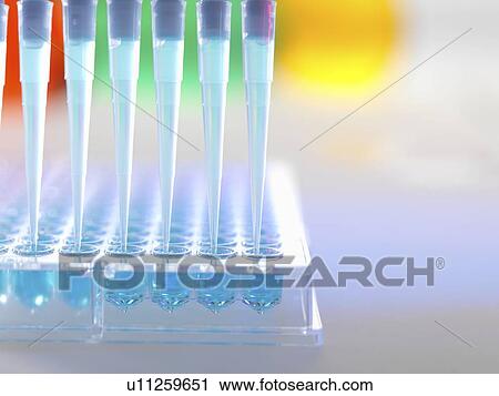 Stock Image - Multichannel pipette adding sample to multi-well plate ready for automated analysis.. Fotosearch