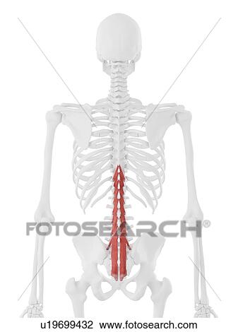 Stock Image - Multifidus muscle, computer illustration.. Fotosearch
