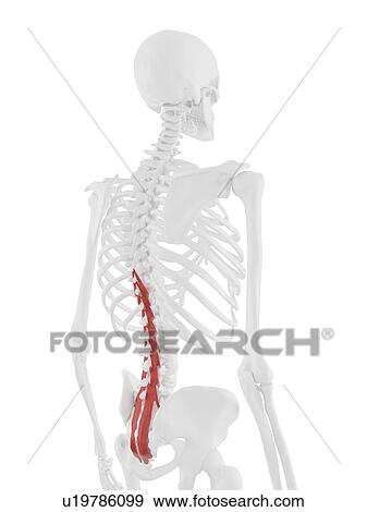 Stock Photo - Multifidus muscle, computer illustration.. Fotosearch