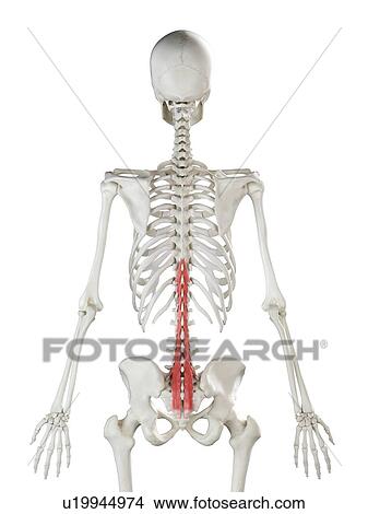Picture - Multifidus muscle, illustration. Fotosearch
