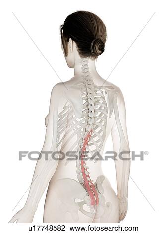 Multifidus muscle, illustration View Large Photo Image Stock Image - Multifidus muscle, illustration. Fotosearch