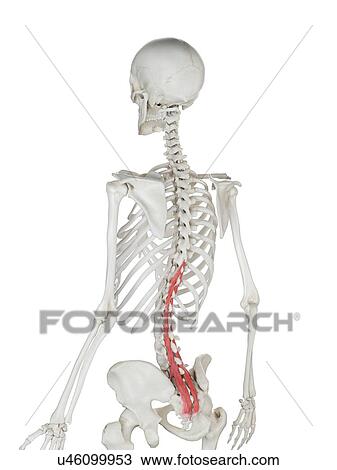 Stock Image - Multifidus muscle, illustration. Fotosearch