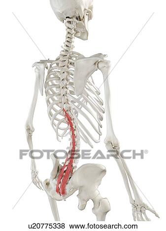 Stock Photo - Multifidus muscle, illustration. Fotosearch
