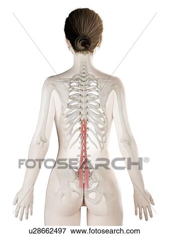 Stock Photo - Multifidus muscle, illustration. Fotosearch
