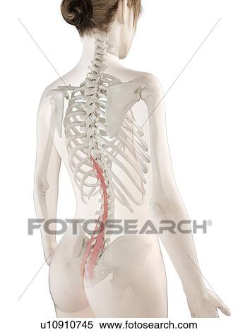 Multifidus muscle, illustration View Large Photo Image Stock Photography - Multifidus muscle, illustration. Fotosearch