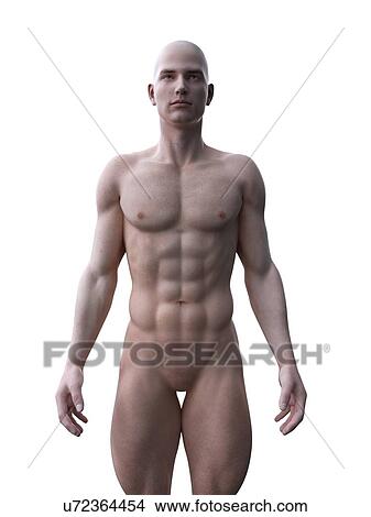 Muscular man, computer illustration. View Large Photo Image Picture - Muscular man, computer illustration.. Fotosearch