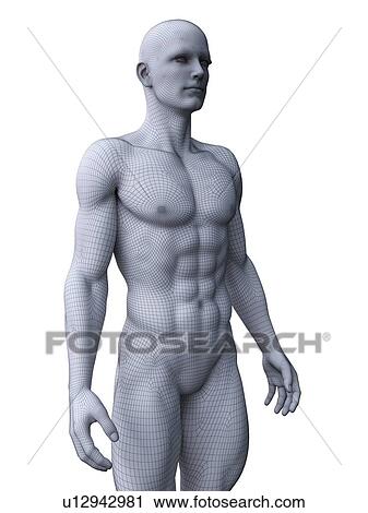 Muscular man, computer illustration. View Large Photo Image Stock Image - Muscular man, computer illustration.. Fotosearch