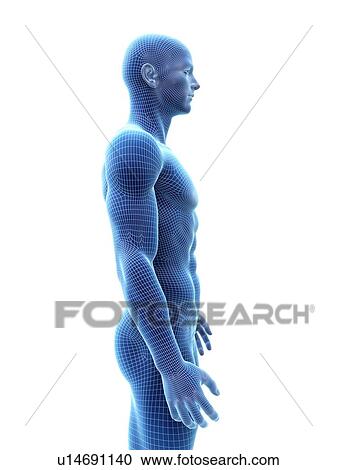 Stock Image - Muscular man, computer illustration.. Fotosearch