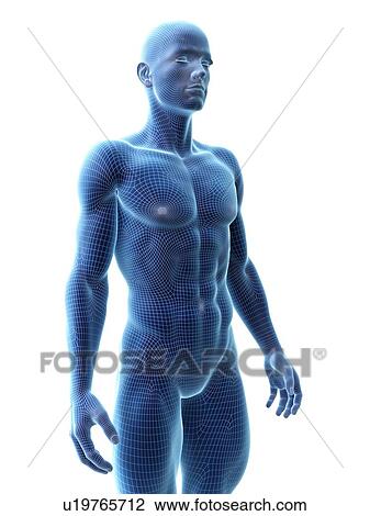 Muscular man, computer illustration. View Large Photo Image Stock Image - Muscular man, computer illustration.. Fotosearch