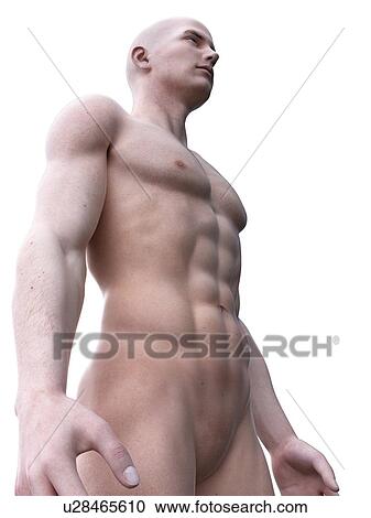 Stock Image - Muscular man, computer illustration.. Fotosearch