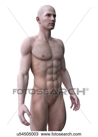 Stock Image - Muscular man, computer illustration.. Fotosearch