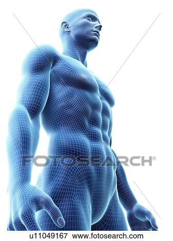 Stock Photo - Muscular man, computer illustration.. Fotosearch