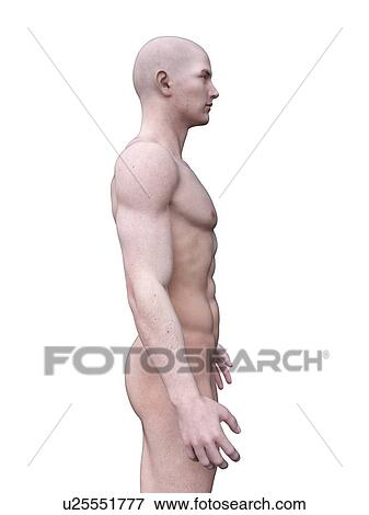 Muscular man, computer illustration. View Large Photo Image Stock Photo - Muscular man, computer illustration.. Fotosearch