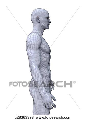 Stock Photo - Muscular man, computer illustration.. Fotosearch