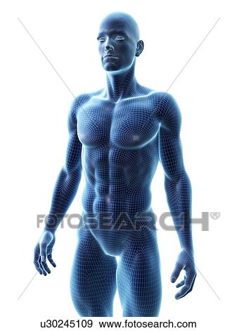 Muscular man, computer illustration. View Large Photo Image Stock Photo - Muscular man, computer illustration.. Fotosearch