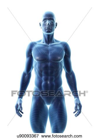 Muscular man, computer illustration. View Large Photo Image Stock Photo - Muscular man, computer illustration.. Fotosearch