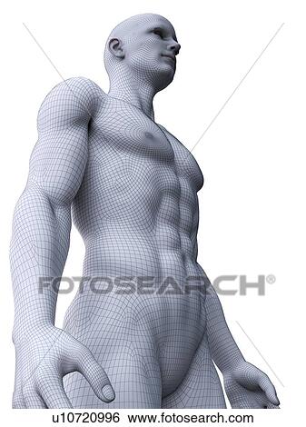 Stock Photograph - Muscular man, computer illustration.. Fotosearch