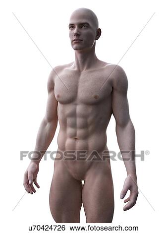 Muscular man, computer illustration. View Large Photo Image Stock Photograph - Muscular man, computer illustration.. Fotosearch