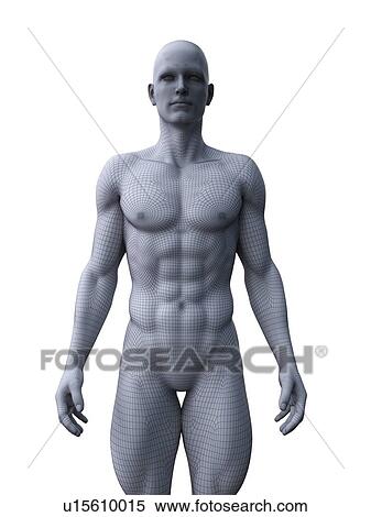 Muscular man, computer illustration. View Large Photo Image Stock Photography - Muscular man, computer illustration.. Fotosearch