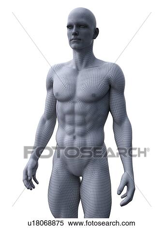 Muscular man, computer illustration. View Large Photo Image Stock Photography - Muscular man, computer illustration.. Fotosearch