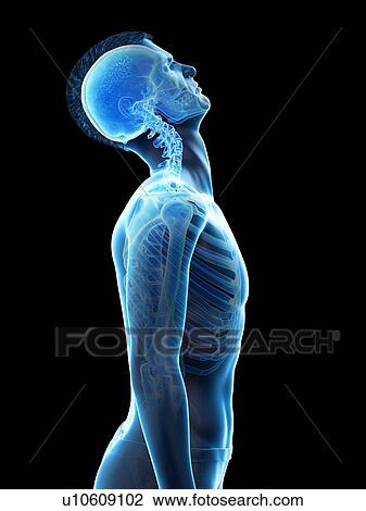 Neck anatomy, illustration. View Large Photo Image Stock Image - Neck anatomy, illustration.. Fotosearch