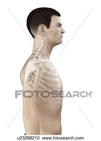 Stock Image - Neck anatomy, illustration.. Fotosearch