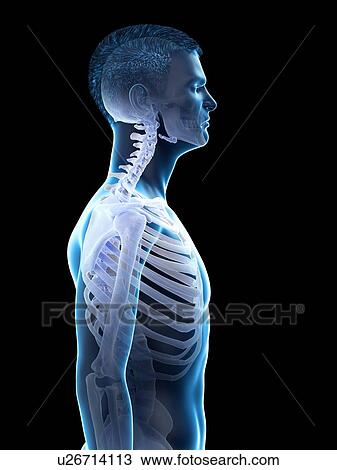 Neck anatomy, illustration. View Large Photo Image Stock Image - Neck anatomy, illustration.. Fotosearch